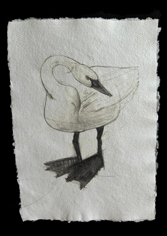 Swan study